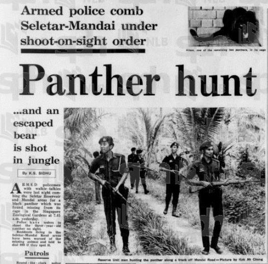 File:1973 Black Panther Hunt.jpg