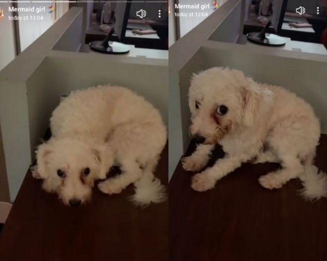 File:Mermaid girl insta story dog abuse.jpg