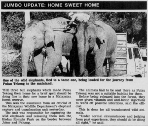 Tekong elephant loaded onto truck.jpg