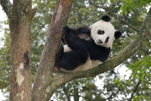 Jia jia on tree.png