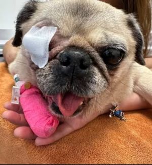 Pug eye removed.jpg