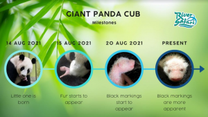 Milestone of panda.png