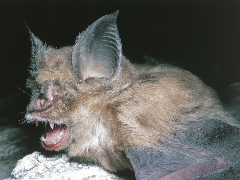 File:SARS bats.png