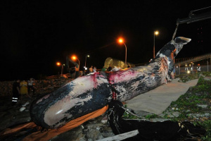 Sperm whale carcass.jpg